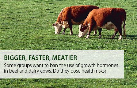 hormones in beef